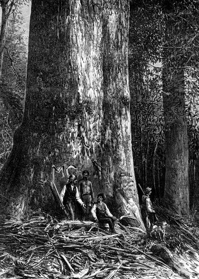 Reusachtige eucalyptus, Australië, 1886 door Taylor