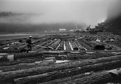 Houtkap door Georgia-Pacific Corp. in Oregon boomkwekerijbossen door Ted Spiegel