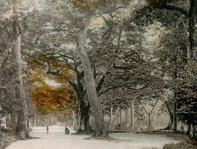 Eeuwenoude bomen in Shimogamo Park, Kyoto, circa 1900 - 1915 (foto) door Teijiro Takagi