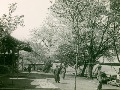 Kersenbloesems in de stad Otsu, eiland Honshu, circa 1900 - 1915 (foto) door Teijiro Takagi