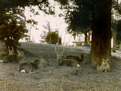 Damherten in het Kasauga Taisha Park, Nara, circa 1900 - 1915 (foto) door Teijiro Takagi