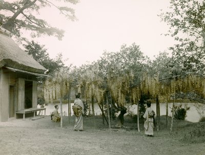 Glycine in bloei bij Nagaoka - Kyo in Kyoto circa 1900 - 1915 (foto) door Teijiro Takagi