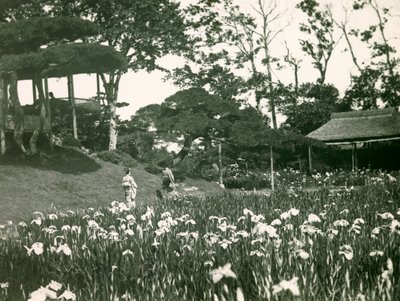 De iristuin van Horikiri Shobuen in Tokio, circa 1900 - 1915 (foto) door Teijiro Takagi
