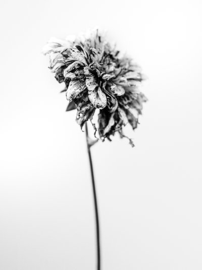 Te midden van de Bloemen 17, 2021 door Teis Albers