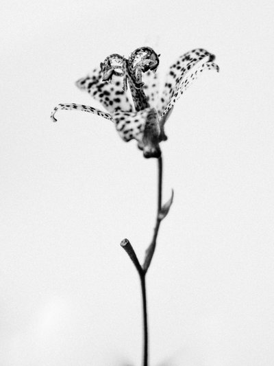 Te midden van de Bloemen 18 door Teis Albers