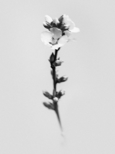 Te midden van de bloemen 55 door Teis Albers