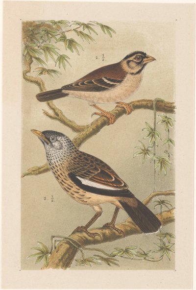 Twee vogels op takken door Theo van Hoytema