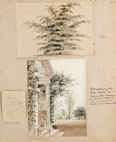 Studie van een cederboom door Thomas Baxter