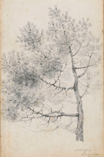 Studie van een dennenboom in Merton door Thomas Baxter
