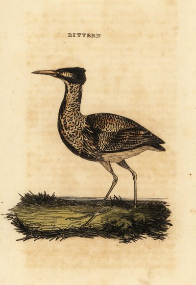 Roerdomp, Botaurus stellaris door Thomas Bewick