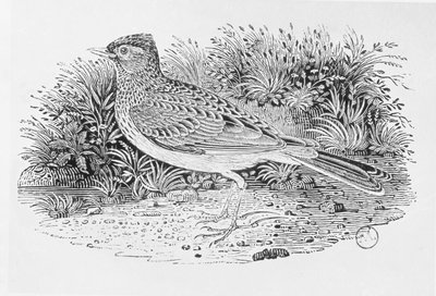 De veldleeuwerik (Alauda arvensis) uit de 