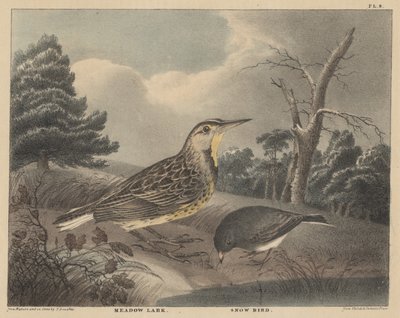 Weidelark en Sneeuwvogel, uit 