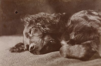 Boyce, portret van een setterhond door Thomas Eakins