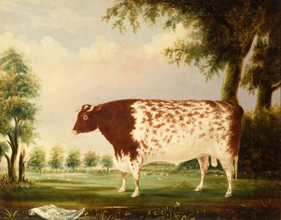 Mina, een vier jaar oude Shorthorn stier, in een weide door Thomas Freebairn Wilson