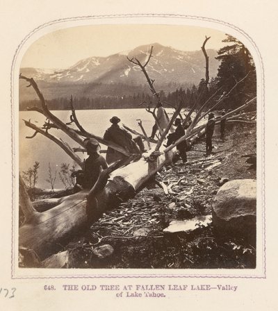 De oude boom bij Fallen Leaf Lake door Thomas Houseworth