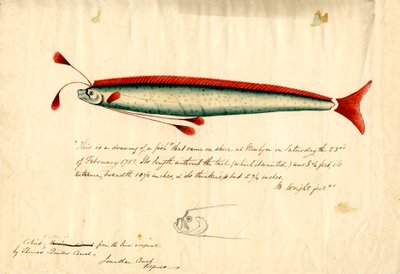 Een aquareltekening van de Newlyn Oarfish (Regalecus glesne), ca. 1849 (potlood en aquarel op papier) door Thomas Quiller Couch