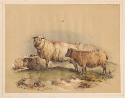 Schapen, nr. 18 door Thomas Sidney Cooper