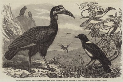Abyssinische hoornraaf, witnekraaf en kleine hoornraaf, in de tuinen van de Zoological Society, Regent