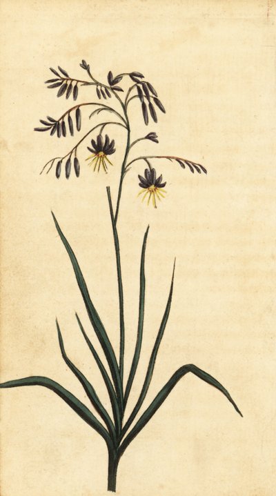 Rotsbloem van New South Wales, Australië door Thomas Watling