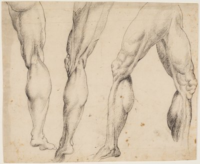 Ben. Anatomische studies door Ubekendt