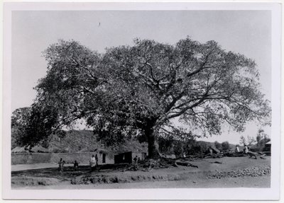 Boom met breed bladerdak voor dorpsmuur, Axum, Ethiopië, foto door Ugo Monneret de Villard door Ugo Monneret de Villard