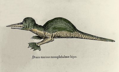 Voorstelling van een mariene draak. Plaat van een Natuurhistorisch manuscript door Ulisse Aldrovandi (1522-1605) over monsters door Ulisse Aldrovandi