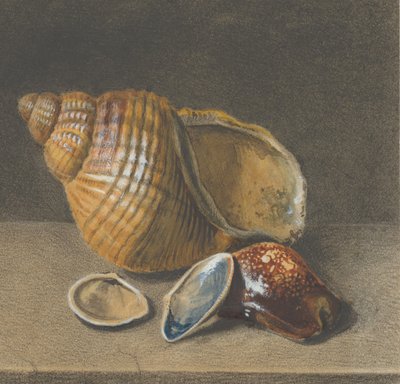Een kaurischelp, en een grotere en twee kleinere schelpen, laat 17e-midden 18e eeuw door Unbekannt