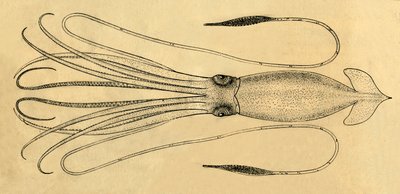 Een diagram van de reuzeninktvis, 1881 door Unbekannt