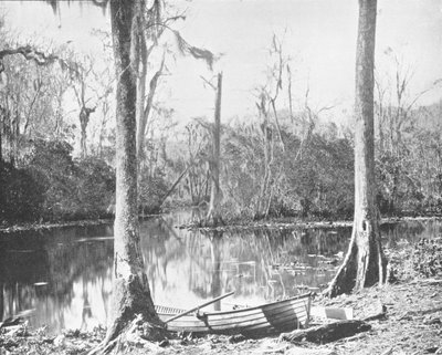 Een zijrivier van de St. Johns River, Florida, VS, c1900 door Unbekannt