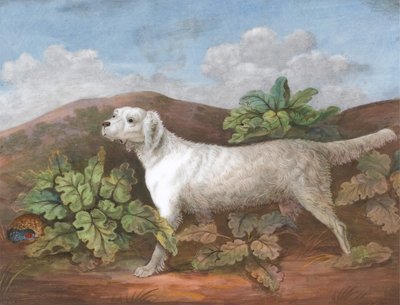 Een Setter: Naar Links, met een Patrijs die zich Verbergt tussen Klisplanten aan de Linkerkant, ca. 1805 door Unbekannt