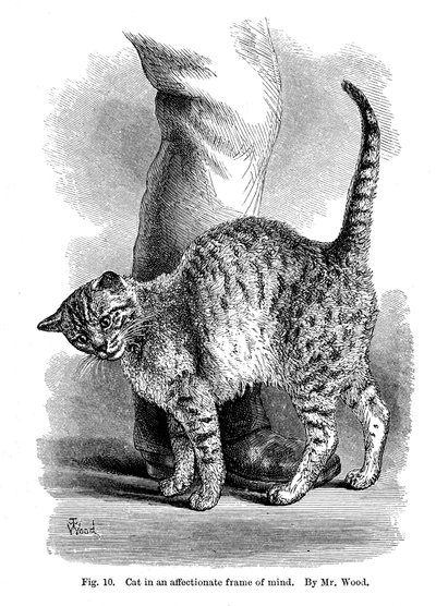 Een kat in een aanhankelijke stemming, uit The Expression and Emotions in Man and Animals, 1872 door Unbekannt