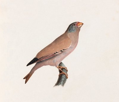 Een kleurenillustratie van een vogel door Unbekannt