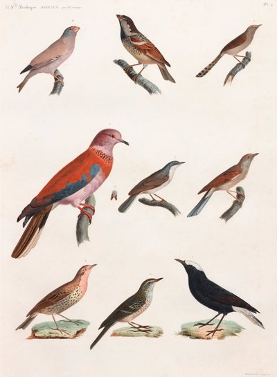 Een volledige pagina met kleurenillustraties van vogels door Unbekannt