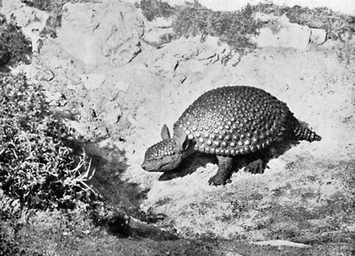 Een glyptodon, 20e eeuw door Unbekannt
