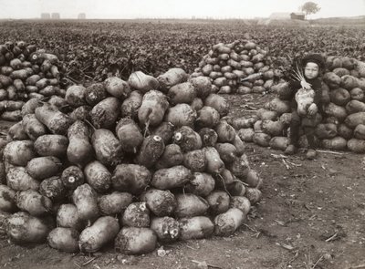Een klein meisje met stapels geoogste rapen, nabij Landskrona, Zweden, 1910 door Unbekannt