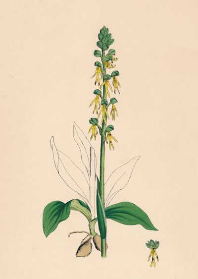Aceras anthropophora. Man Orchis door Unbekannt