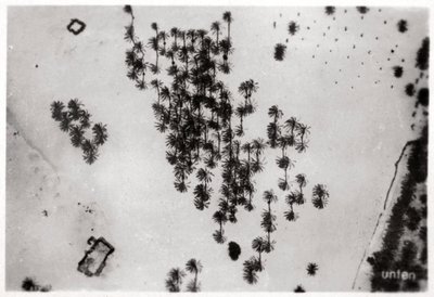 Luchtfoto van palmenschaduwen in de Arabische woestijn, vanuit een Zeppelin, 1931-1933 door Unbekannt