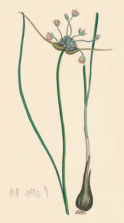 Allium oleraceum, var. genuinum. Veldknoflook, var. a, 19e eeuw door Unbekannt
