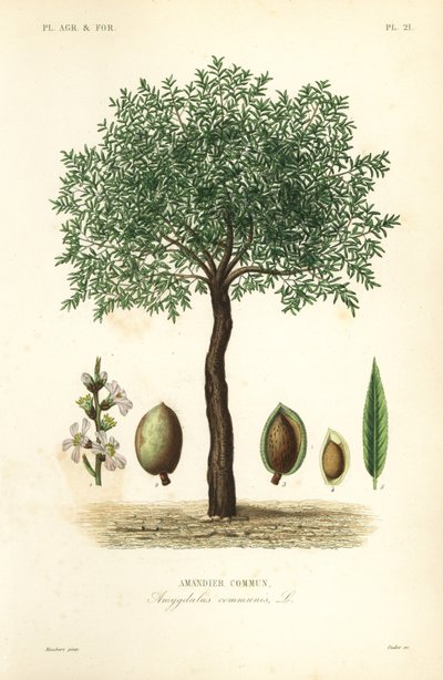Amandelboom, Prunus dulcis, Amandier commun door Unbekannt
