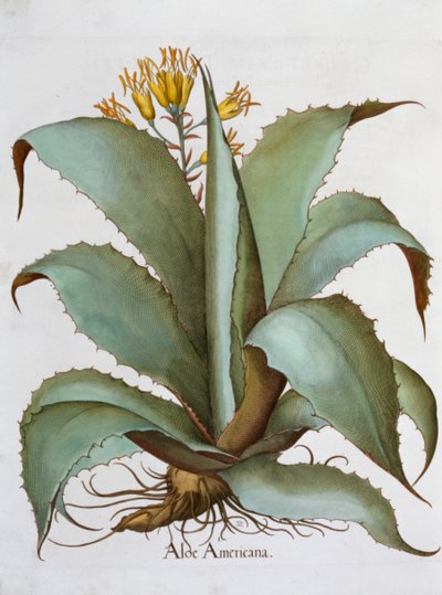 Amerikaanse Aloë Aloe Americana door Unbekannt
