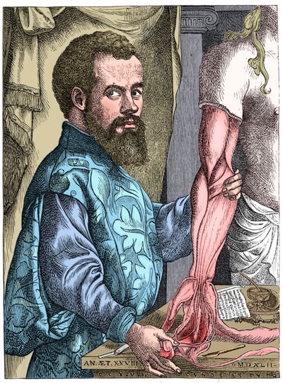 Andreas Vesalius, 16e-eeuwse Vlaamse anatoom door Unbekannt
