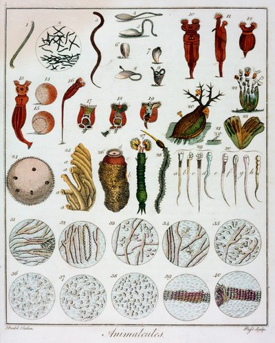 Animalcules waargenomen door Anton van Leeuwenhoek door Unbekannt