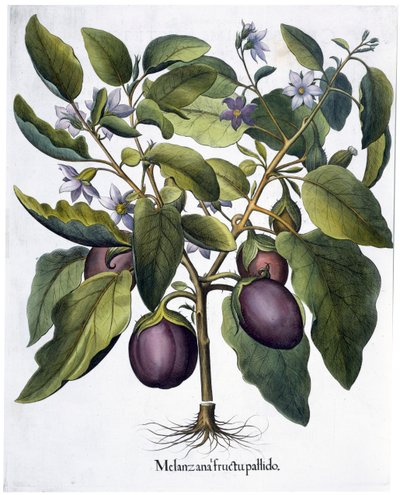 Aubergine, 1613 door Unbekannt