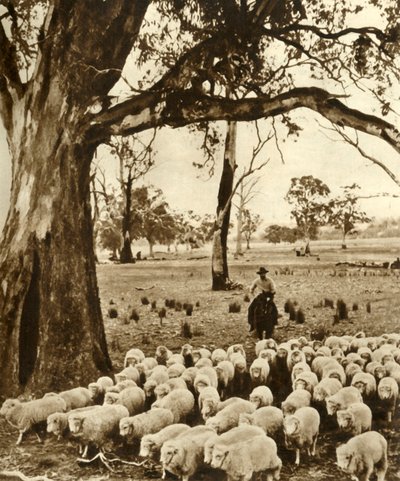 Australië - Een veedrijver met enkele van zijn dieren op een schapenstation in de staat Victoria, ca. 1948 door Unbekannt