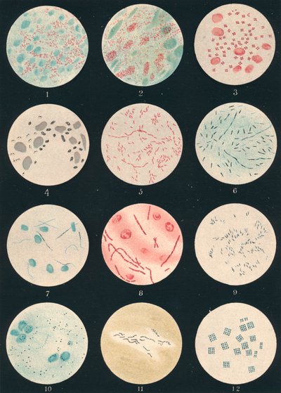 Bacteriën door Unbekannt