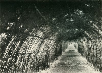 Bamboe Avenue in Barrackpore, 1904, 1925 door Unbekannt