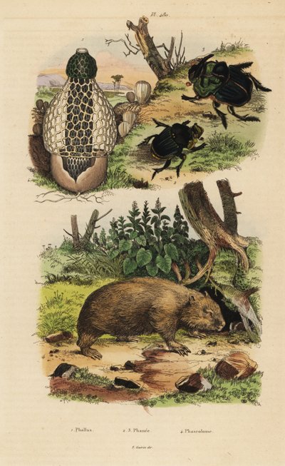 Bamboezwam, Phallus indusiatus 1, mestkevers, Coprophanaeus ensifer 2 en Diabroctis mimas 3, en gewone wombat, Vombatus ursinus 4 door Unbekannt