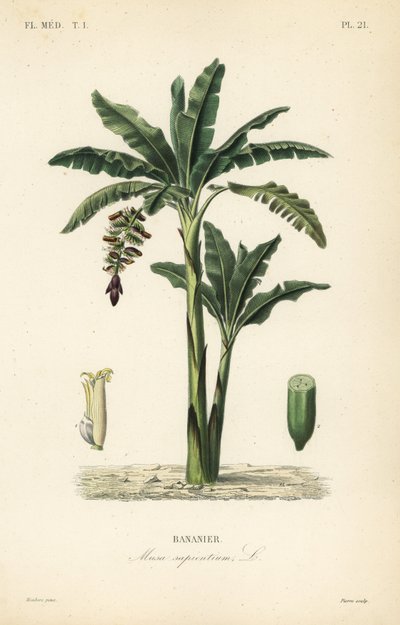 Bananenboom, Musa paradisiaca door Unbekannt