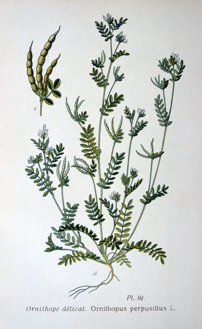 Vogelpoot, 1893 door Unbekannt
