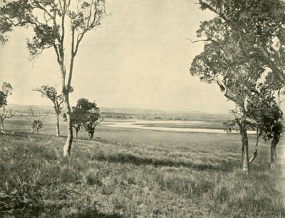Black Swan Lagoon, nabij Warwick, Queensland, 1901 door Unbekannt